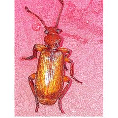 Helluomorphoides ferrugineus by (c) Joseph McPhail, some rights reserved (CC BY), uploaded by Joseph McPhail. Used under a CC-BY license.