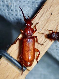 Helluomorphoides ferrugineus by (c) Sue Carnahan, some rights reserved (CC BY), uploaded by Sue Carnahan. Used under a CC-BY license.