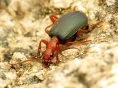 Brachinus by (c) Katja Schulz, some rights reserved (CC BY). Used under a CC-BY license.