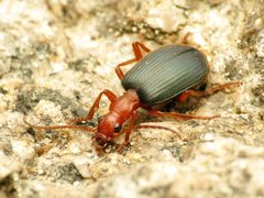 Brachininae by (c) Katja Schulz, some rights reserved (CC BY). Used under a CC-BY license.