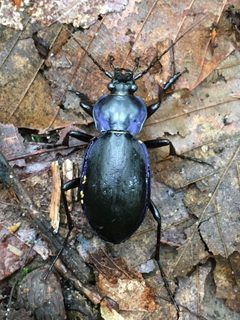 Carabus sylvosus by (c) Anne Parker, some rights reserved (CC BY), uploaded by Anne Parker. Used under a CC-BY license.