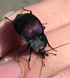 Scaphinotus elevatus by (c) Sam Kieschnick, some rights reserved (CC BY), uploaded by Sam Kieschnick. Used under a CC-BY license.