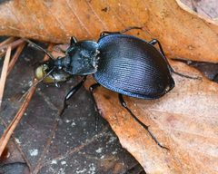 Scaphinotus unicolor by (c) Roger Rittmaster, some rights reserved (CC BY), uploaded by Roger Rittmaster. Used under a CC-BY license.