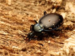 Sphaeroderus by (c) Katja Schulz, some rights reserved (CC BY). Used under a CC-BY license.