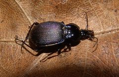 Sphaeroderus indianae by (c) Gordon C. Snelling, some rights reserved (CC BY), uploaded by Gordon C. Snelling. Used under a CC-BY license.