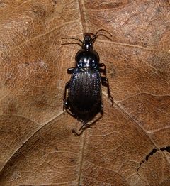Sphaeroderus indianae by (c) Gordon C. Snelling, some rights reserved (CC BY), uploaded by Gordon C. Snelling. Used under a CC-BY license.