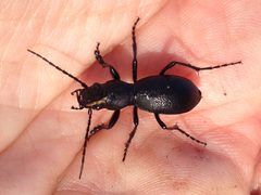 Omus californicus subcylindricus by (c) Ken-ichi Ueda, some rights reserved (CC BY), uploaded by Ken-ichi Ueda. Used under a CC-BY license.