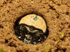 Cicindela sexguttata by (c) Katja Schulz, some rights reserved (CC BY). Used under a CC-BY license.