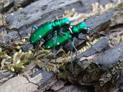 Cicindela sexguttata by (c) John G. Phillips, some rights reserved (CC BY), uploaded by John G. Phillips. Used under a CC-BY license.