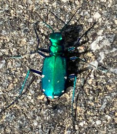 Cicindela sexguttata by no rights reserved, uploaded by Ken Kneidel. Used under a CC0 license.