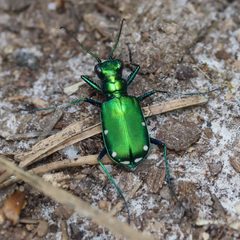 Cicindela sexguttata by (c) Kathy Richardson, some rights reserved (CC BY), uploaded by Kathy Richardson. Used under a CC-BY license.