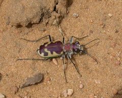 Cicindela formosa formosa by (c) Nick Block, some rights reserved (CC BY), uploaded by Nick Block. Used under a CC-BY license.