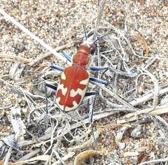 Cicindela formosa formosa by (c) Laura Gaudette, some rights reserved (CC BY), uploaded by Laura Gaudette. Used under a CC-BY license.