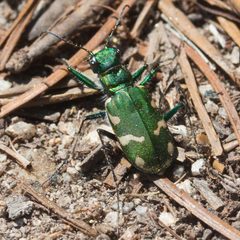 Cicindela longilabris perviridis by (c) Ken-ichi Ueda, some rights reserved (CC BY), uploaded by Ken-ichi Ueda. Used under a CC-BY license.