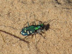 Cicindela oregona maricopa by (c) Evan M. Raskin, some rights reserved (CC BY), uploaded by Evan M. Raskin. Used under a CC-BY license.