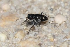 Cicindela patruela consentanea by (c) Seth Wollney, some rights reserved (CC BY), uploaded by Seth Wollney. Used under a CC-BY license.