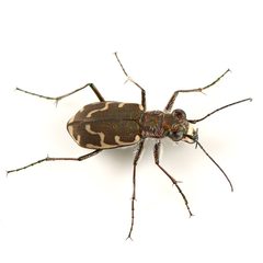 Cicindela repanda repanda by (c) Koji Shiraiwa, some rights reserved (CC BY), uploaded by Koji Shiraiwa. Used under a CC-BY license.