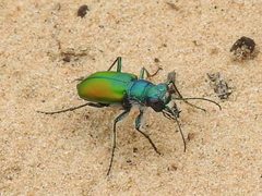 Cicindela scutellaris flavoviridis by (c) Sam Kieschnick, some rights reserved (CC BY), uploaded by Sam Kieschnick. Used under a CC-BY license.