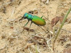 Cicindela scutellaris flavoviridis by (c) Sam Kieschnick, some rights reserved (CC BY), uploaded by Sam Kieschnick. Used under a CC-BY license.