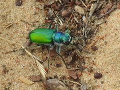 Cicindela scutellaris flavoviridis by (c) Sam Kieschnick, some rights reserved (CC BY), uploaded by Sam Kieschnick. Used under a CC-BY license.