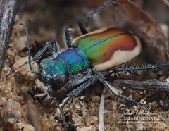 Cicindela scutellaris lecontei by (c) Thilina Hettiarachchi, some rights reserved (CC BY), uploaded by Thilina Hettiarachchi. Used under a CC-BY license.
