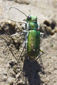 Cicindela tranquebarica by (c) Ken-ichi Ueda, some rights reserved (CC BY). Used under a CC-BY license.