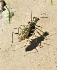 Ellipsoptera hamata monti by (c) johnyochum, some rights reserved (CC BY), uploaded by johnyochum. Used under a CC-BY license.