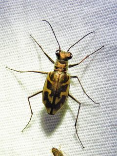 Ellipsoptera nevadica knausii by (c) Annika Lindqvist, some rights reserved (CC BY), uploaded by Annika Lindqvist. Used under a CC-BY license.