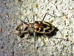Ellipsoptera nevadica knausii by (c) Annika Lindqvist, some rights reserved (CC BY), uploaded by Annika Lindqvist. Used under a CC-BY license.