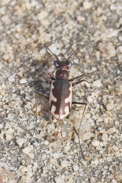 Eunota californica by (c) Laura Gaudette, some rights reserved (CC BY), uploaded by Laura Gaudette. Used under a CC-BY license.