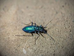 Tetracha by (c) Jean Martins, some rights reserved (CC BY), uploaded by Jean Martins. Used under a CC-BY license.