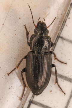Anisodactylus porosus by (c) Trevor Van Loon, some rights reserved (CC BY), uploaded by Trevor Van Loon. Used under a CC-BY license.