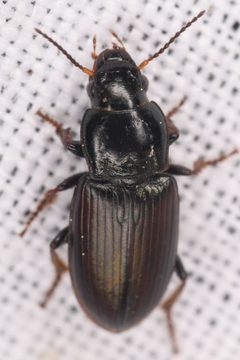 Anisodactylus porosus by (c) Trevor Van Loon, some rights reserved (CC BY), uploaded by Trevor Van Loon. Used under a CC-BY license.