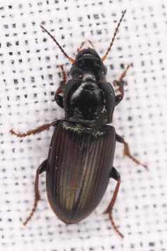 Anisodactylus porosus by (c) Trevor Van Loon, some rights reserved (CC BY), uploaded by Trevor Van Loon. Used under a CC-BY license.