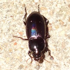 Aztecarpalus by (c) dhasdf, some rights reserved (CC BY). Used under a CC-BY license.