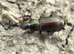 Harpalus by (c) Roman, some rights reserved (CC BY), uploaded by Roman. Used under a CC-BY license.