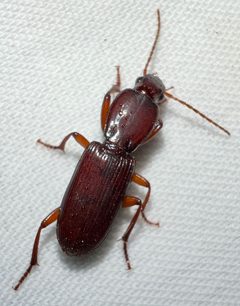 Stenomorphus californicus by (c) Joshua Ebright, some rights reserved (CC BY), uploaded by Joshua Ebright. Used under a CC-BY license.