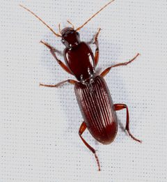 Stenomorphus californicus by (c) Joshua Ebright, some rights reserved (CC BY), uploaded by Joshua Ebright. Used under a CC-BY license.