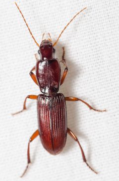 Stenomorphus californicus by (c) Justin Williams, some rights reserved (CC BY), uploaded by Justin Williams. Used under a CC-BY license.