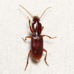 Stenomorphus by (c) Justin Williams, some rights reserved (CC BY), uploaded by Justin Williams. Used under a CC-BY license.