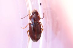 Agonoleptus conjunctus by (c) Owen Strickland, some rights reserved (CC BY), uploaded by Owen Strickland. Used under a CC-BY license.