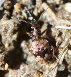 Lachnophorus elegantulus by (c) Andrew Meeds, some rights reserved (CC BY), uploaded by Andrew Meeds. Used under a CC-BY license.