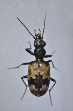 Lachnophorus elegantulus by (c) Don Loarie, some rights reserved (CC BY), uploaded by Don Loarie. Used under a CC-BY license.
