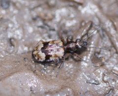 Lachnophorus elegantulus by (c) Andrew Meeds, some rights reserved (CC BY), uploaded by Andrew Meeds. Used under a CC-BY license.