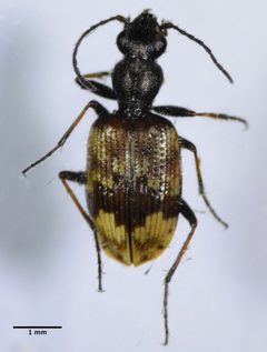 Lachnophorus elegantulus by (c) Don Loarie, some rights reserved (CC BY), uploaded by Don Loarie. Used under a CC-BY license.