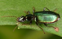 Calleida viridipennis by (c) skitterbug, some rights reserved (CC BY), uploaded by skitterbug. Used under a CC-BY license.