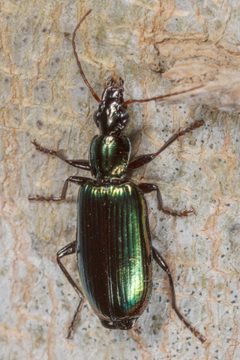 Calleida viridipennis by (c) Victor Engel, some rights reserved (CC BY), uploaded by Victor Engel. Used under a CC-BY license.