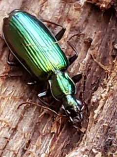 Calleida viridipennis by (c) Mark Richman, some rights reserved (CC BY), uploaded by Mark Richman. Used under a CC-BY license.