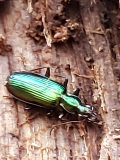 Calleida viridipennis by (c) Mark Richman, some rights reserved (CC BY), uploaded by Mark Richman. Used under a CC-BY license.