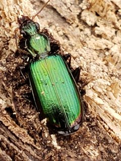 Calleida viridipennis by (c) Mark Richman, some rights reserved (CC BY), uploaded by Mark Richman. Used under a CC-BY license.